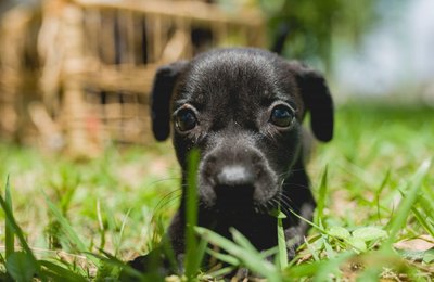Gabinete da Causa Animal orienta donos de pets sobre vermifugação