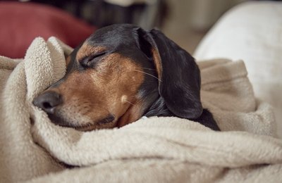 Dias frios exigem cuidados extras nos passeios com os pets