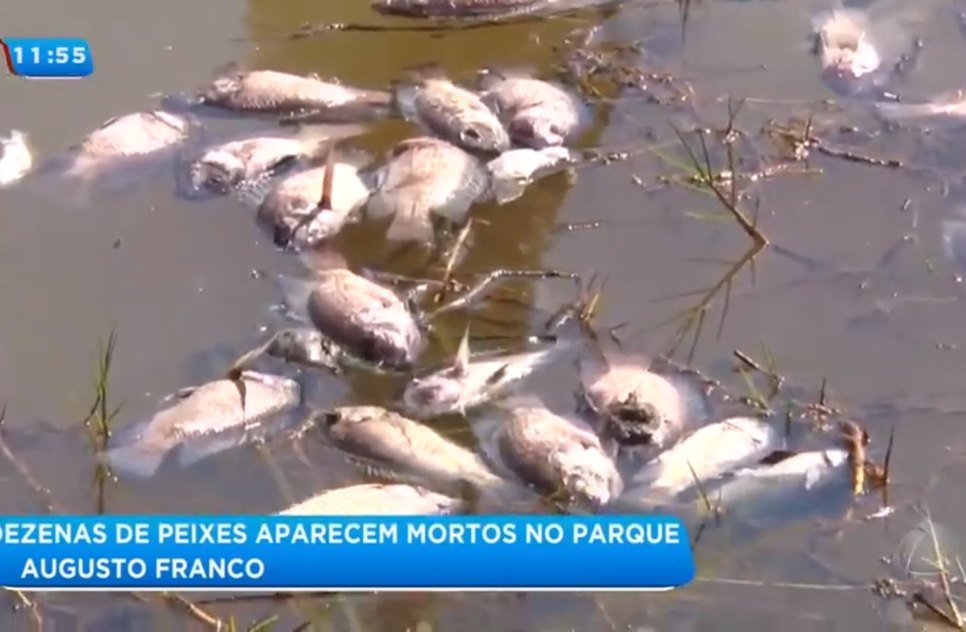 MORTANDADE PEIXES