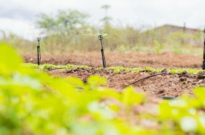 Programa Irriga Alagoas tem potencial de aumentar área irrigada em mais de 320 hectares no estado