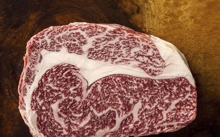 Globo Rural: Conheça a carne Wagyu, a mais cara do mundo, que produtores tentam tornar acessível no Brasil