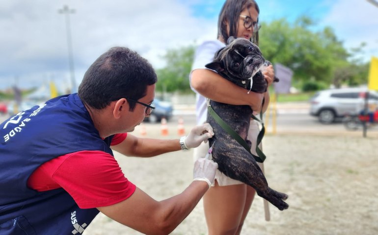 Arapiraca inicia campanha de vacinação antirrábica na próxima terça (19); confira o cronograma