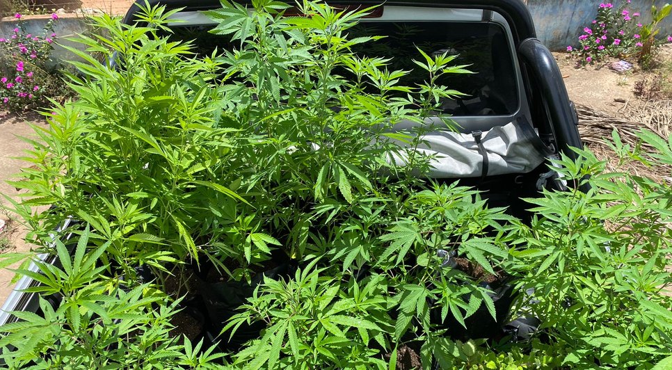 Homem é preso por cultivar e vender mudas de maconha em Salgado / Foto: Foto: SSP/SE
