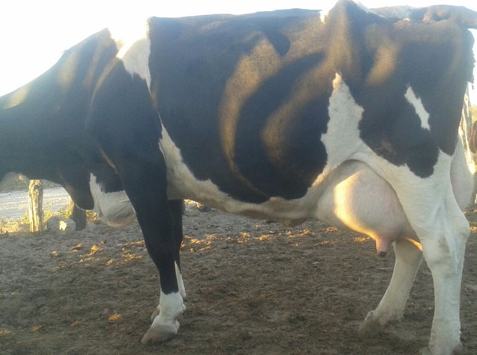 CPLA e Seagri concluem entrega de sêmen, alevinos e bagaço em 18 cidades