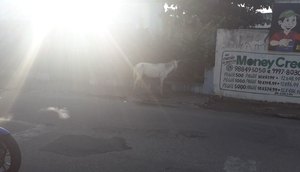 cavalo