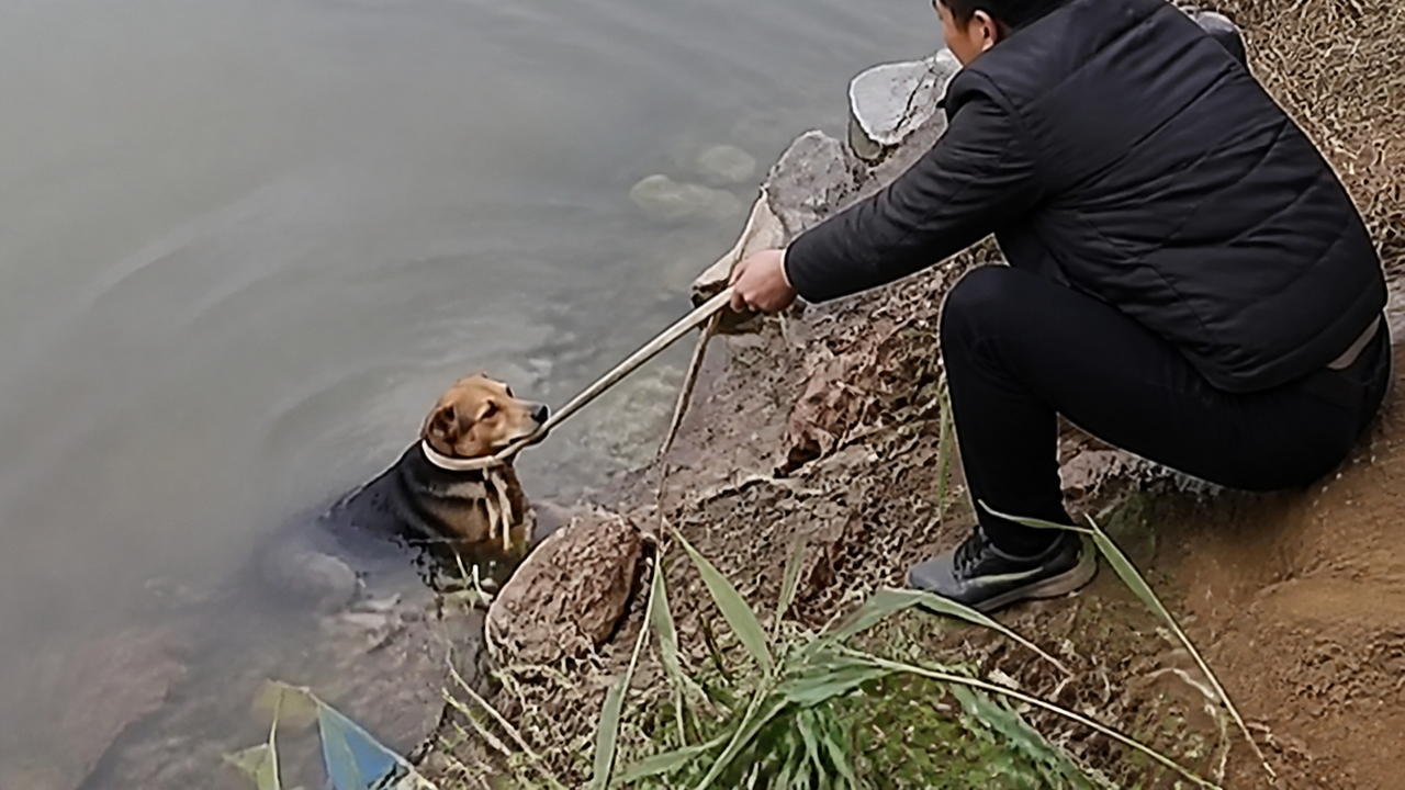 Resgate de cachorro feito por morador com laço improvisado encanta internautas na China