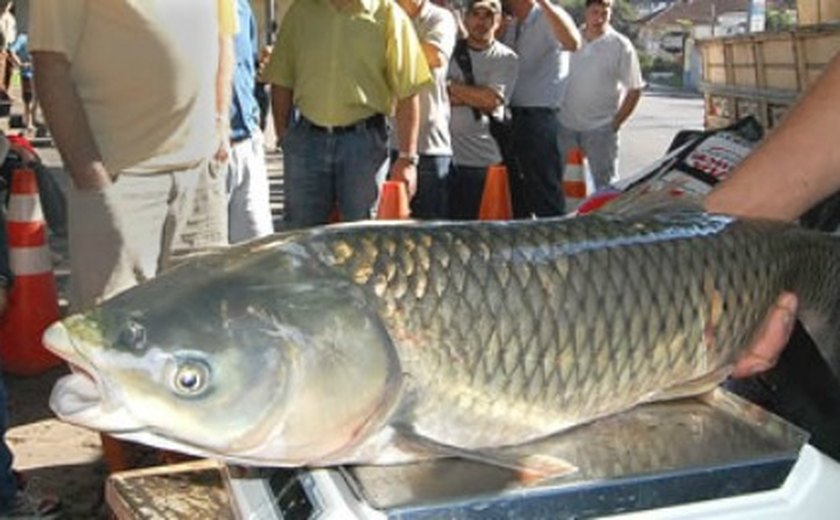 Arapiraca: Feira de peixes acontecerá na Primavera e Brasília nesta semana
