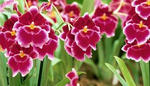 Orquidea2.jpg