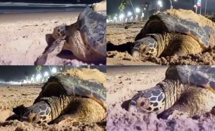 Ninho foi identificado na praia de Jacarecica e será monitorado até o nascimento dos filhotes, contribuindo para pesquisas e preservação da espécie