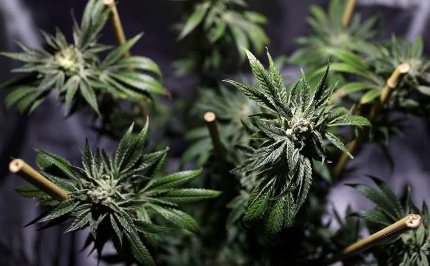 Califórnia começa a vender legalmente maconha para além do uso medicinal
