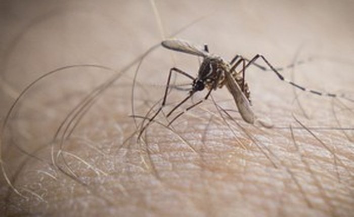 Alagoas contabiliza 12 casos confirmados da doença chikungunya