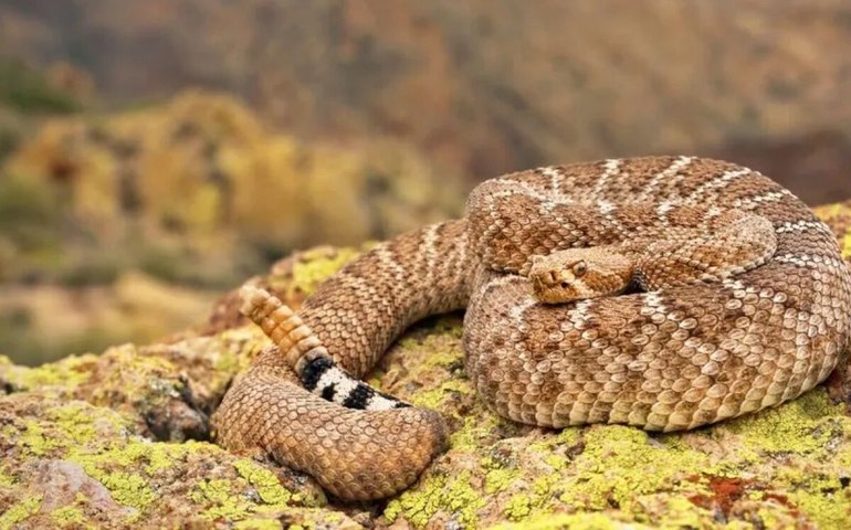 Veneno da cascavel induz célula de defesa do corpo a combater a doença, indica estudo brasileiro