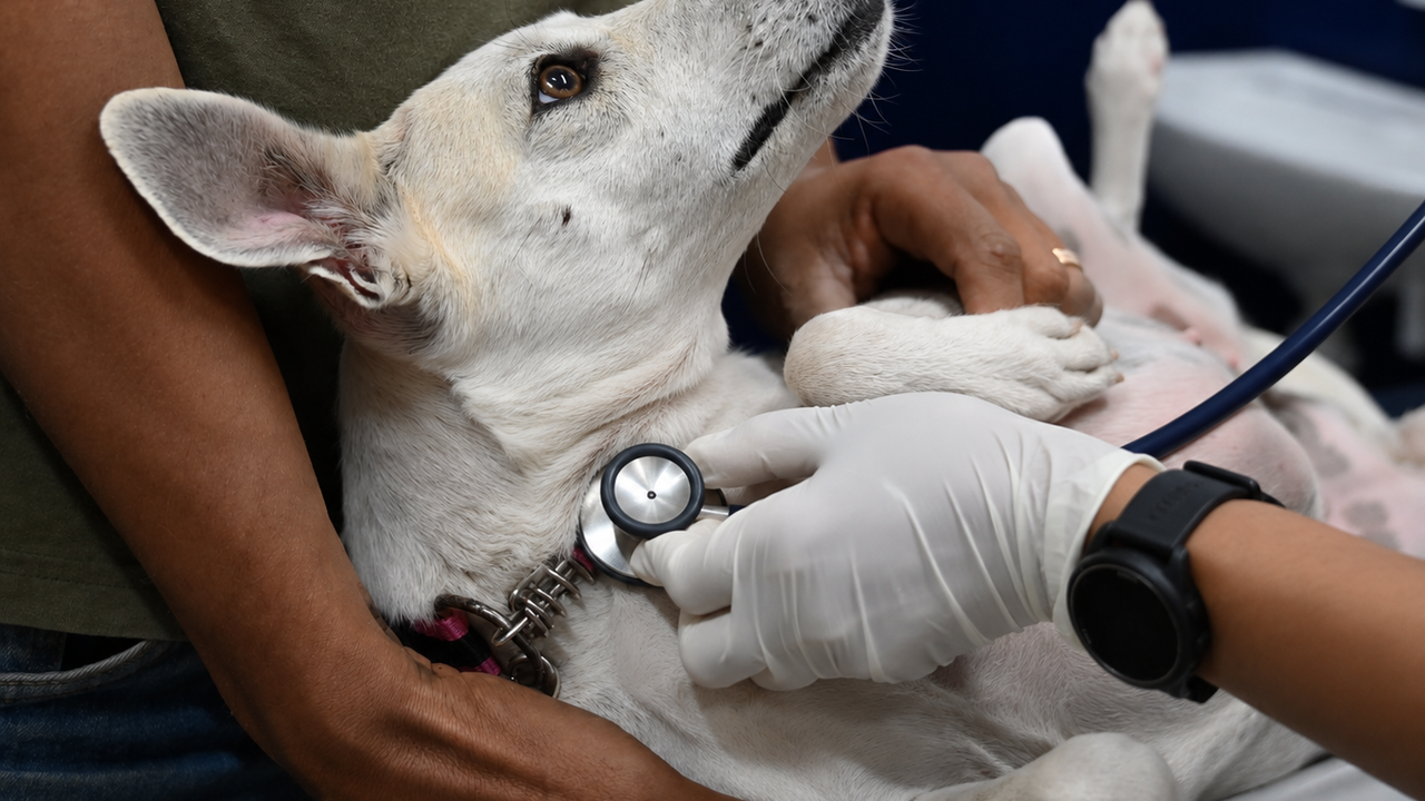 HC Pet completa primeiro mês de atendimentos especializados com mais de sete mil procedimentos
