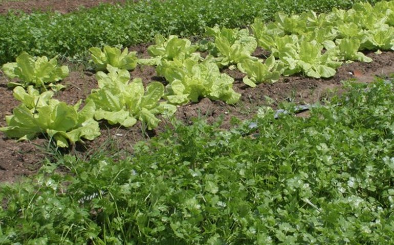 Produtores comercializam frutas e hortaliças orgânicas em feira na Ufal