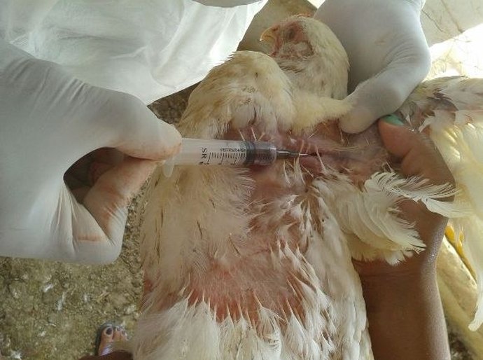 Adeal realiza inquérito soroepidemiológico de aves