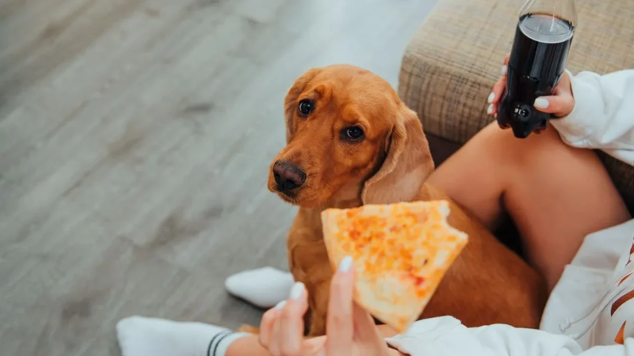 Seu pet está com fome ou apenas aprendeu a pedir comida?