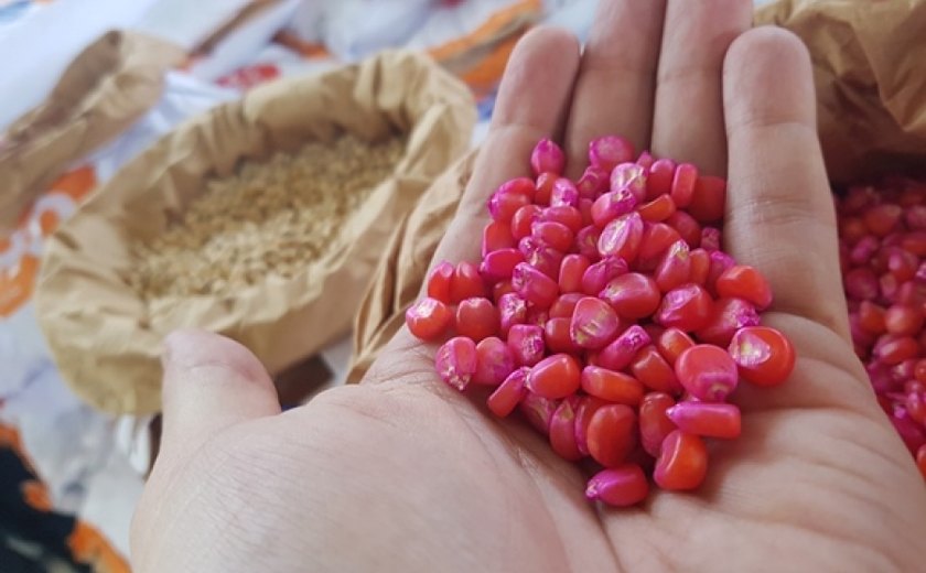 Governador entrega 60 toneladas de sementes em Matriz neste domingo (23)
