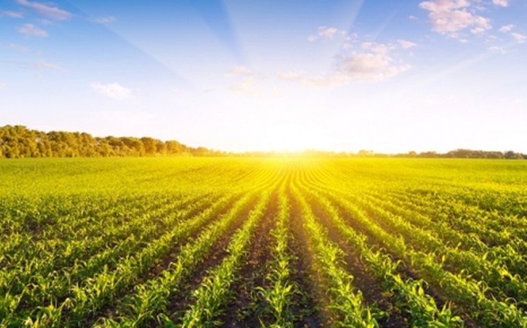 Agricultura demite 22 mil em 1 trimestre, diz IBGE; indústria contrata 312 mil