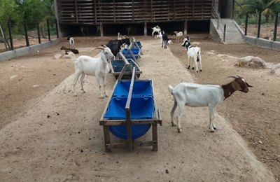  Seagri abre nesta quarta seminário sobre cadeia produtiva da ovinocaprinocultura 