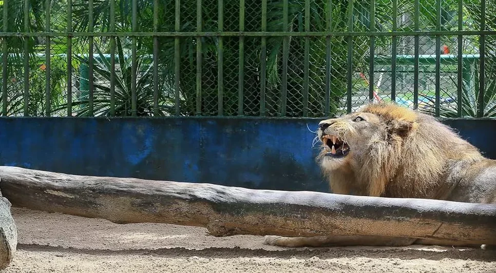 Zoológico de Aracaju é fechado por dois dias nesta semana / Foto: Foto: Governo de Sergipe/Arquivo