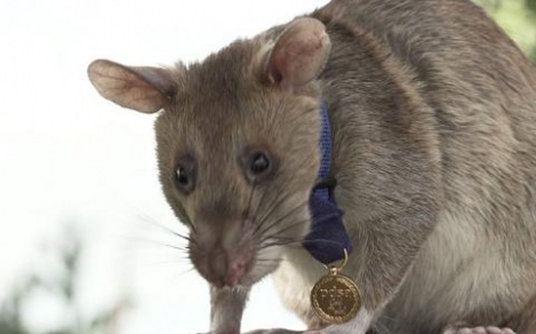 Magawa, o rato herói que caçava minas terrestres, morre aos 8 anos no Camboja