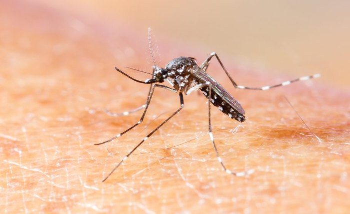 Chikungunya pode causar sequelas como dores crônicas nas juntas por longo período de tempo