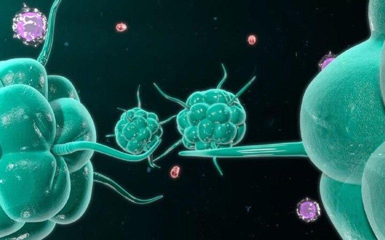 Brasil cria versão 100% nacional de terapia celular CAR-T contra o câncer