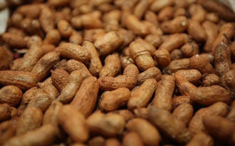 China abre mercado de amendoim ao Brasil; exportação foi autorizada a 47 empresas