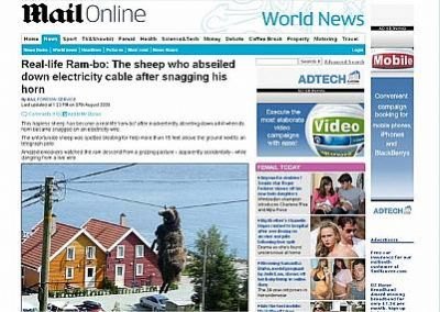 Carneiro enroscou o chifre em um fio de eletricidade em uma colina na cidade de Helgoysund.