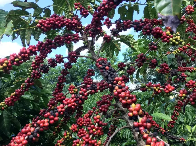 Conab prevê colheita recorde de café com crescimento de 17,1% em 2026