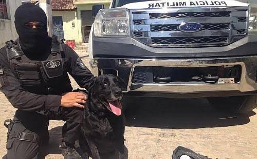 Heróis de quatro patas e suas contribuições à Polícia Militar