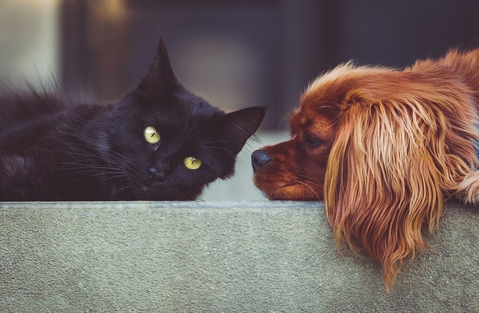 animais