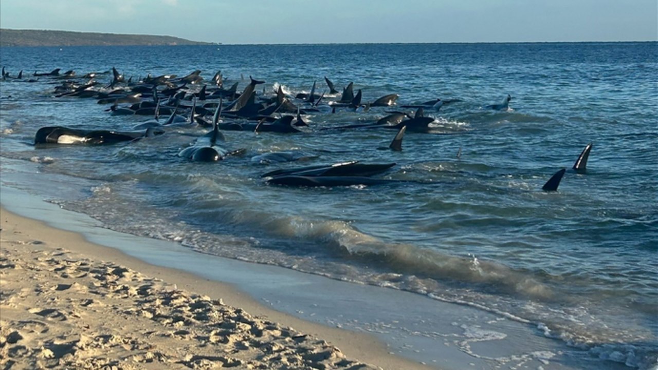 Mais de 160 baleias-piloto são encontradas encalhadas em praia da Austrália