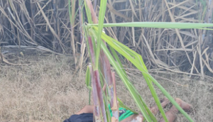 Homem é encontrado morto com perfurações e braços amarrados em canavial de Maruim / Foto: Foto: Portal A8SE/Reprodução