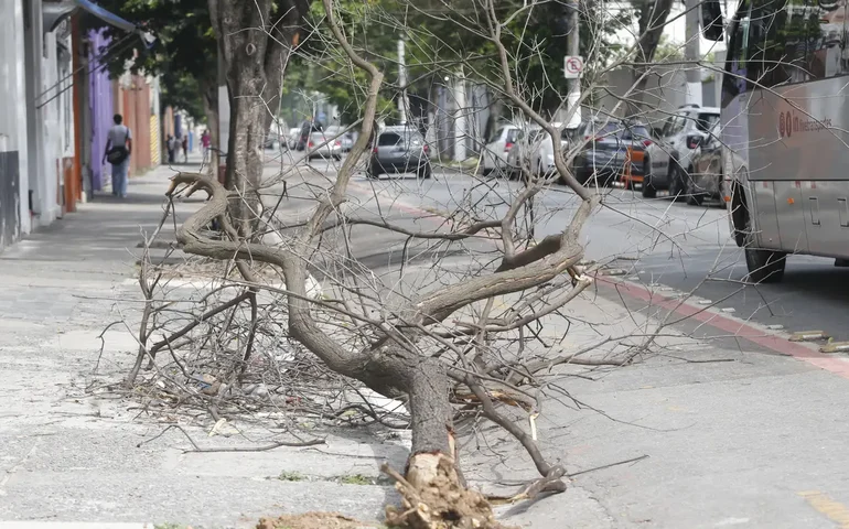 Descriminalização da poda de árvore em caso de risco segue para sanção presidencial
