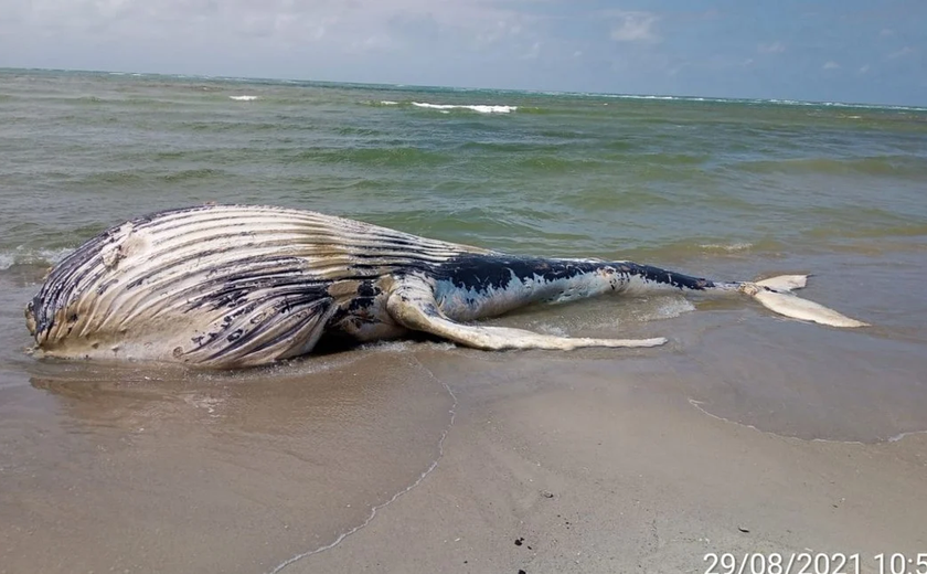 Tartarugas e mamíferos aquáticos são as prinicipais vítimas da ação humana