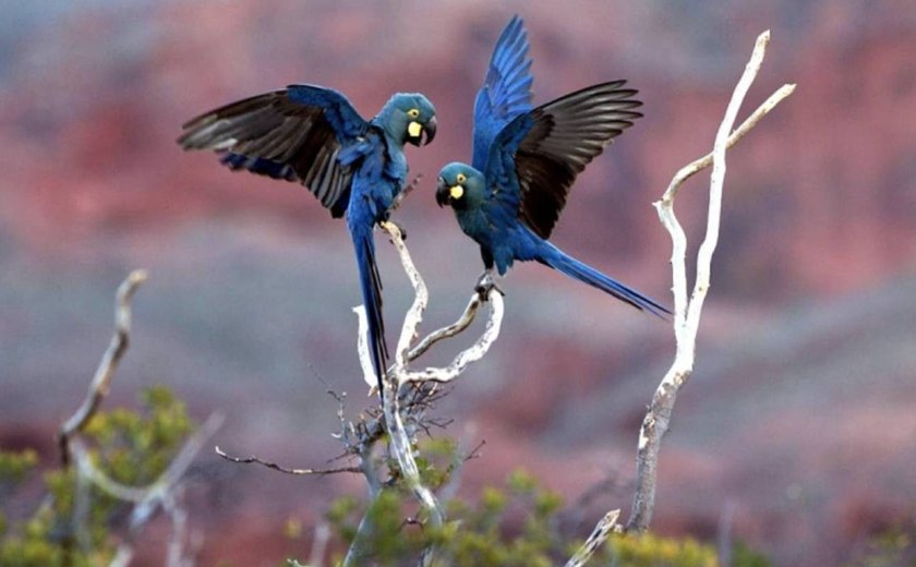 MP anula licenças de complexo eólico que ameaça araras-azuis-de-lear na Bahia