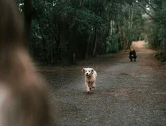 Guarda compartilhada de pets entra na lei brasileira - Pexels (2).jpg 