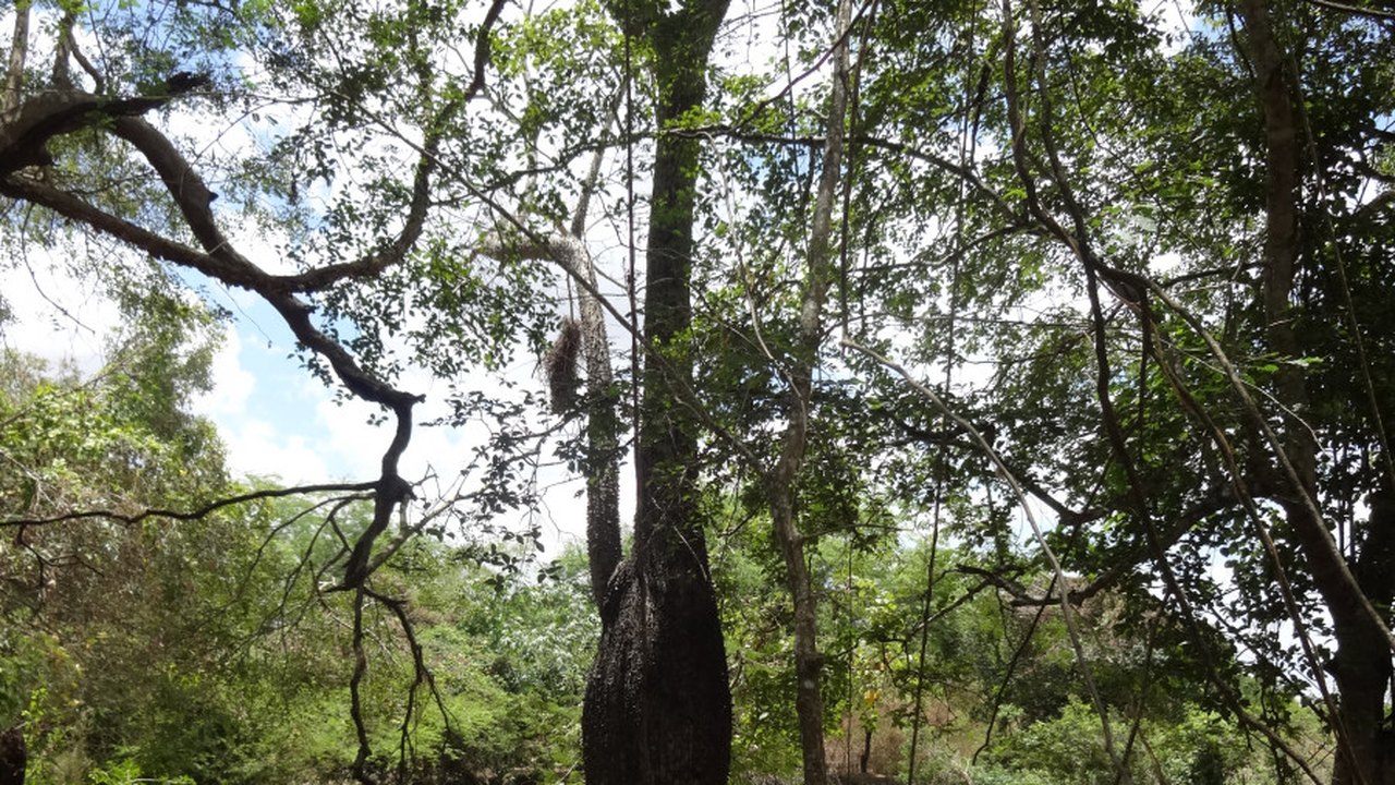 Barriguda faz parte das espécies nativas plantadas pelo Projeto Alagoas Mais Verde