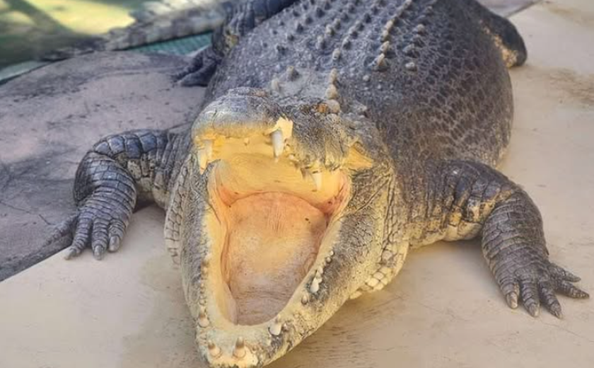 Animal astro de 'Crocodilo Dundee' morre com mais de 90 anos