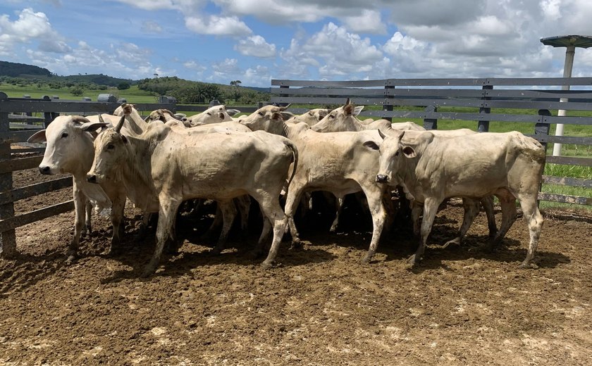 Adeal realiza vacinação assistida de bovinos contra aftosa no município de Pilar