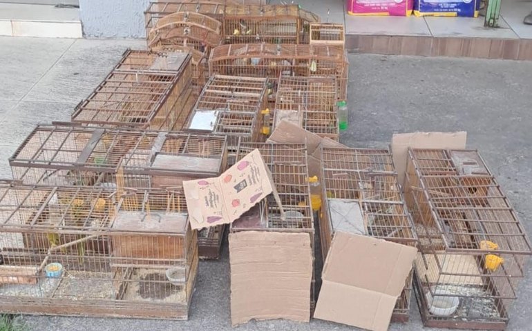 PM-AL resgata aves silvestres e desarticula pontos de venda ilegal no interior