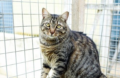 Praça Centenário recebe feira de adoção de animais