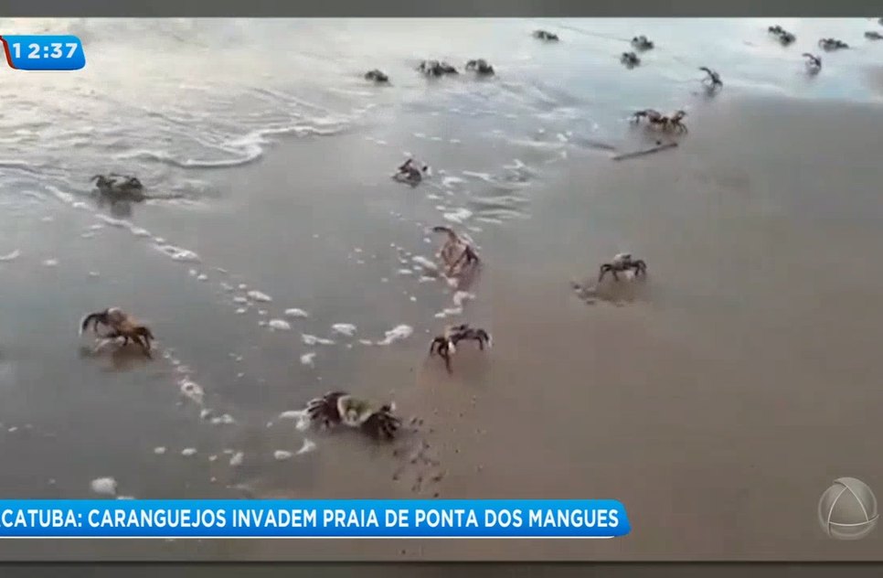 Caranguejos