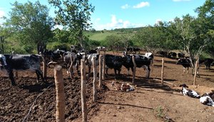 Vacinação contra Febre Aftosa é prorrogada até o próximo dia 16