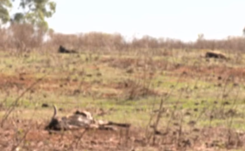 Polícia investiga morte de 80 bois por fome e sede em fazenda de Goiás