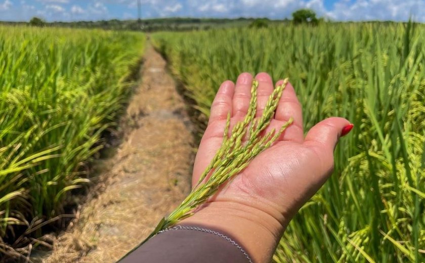 Alagoas Mais Arroz apresenta resultado positivo em novas variedades implantadas no Baixo São Francisco