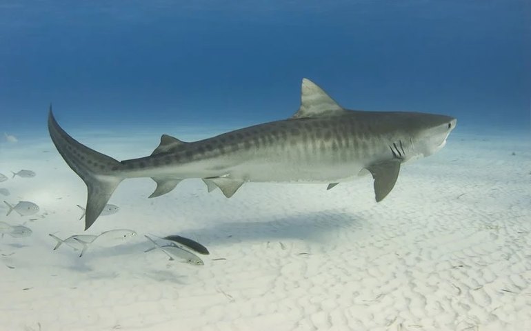 Tubarões famintos atacam equipe da Netflix durante gravação de série