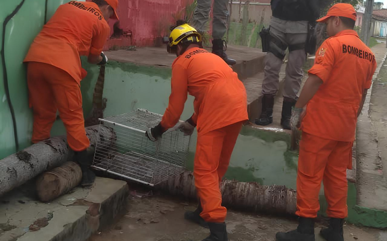 Bombeiros resgatam jacaré que circulava em via pública em Palmeira dos Índios