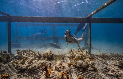 Porto de Galinhas entre os destinos mais sustentáveis do Brasil, segundo pesquisa de site de viagens